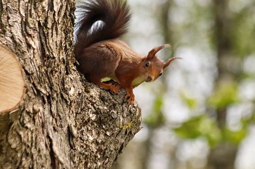 Red squirrel