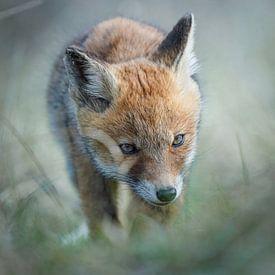 Young fox with a low viewpoint by Tom Zwerver