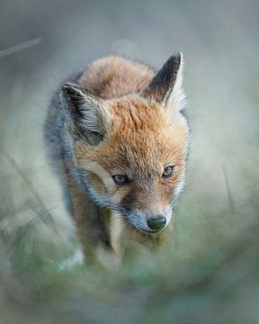 Junger Fuchs mit tiefem Blickwinkel von Tom Zwerver
