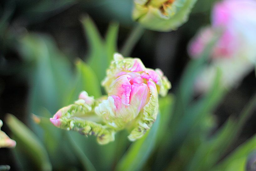 Tulip (I) by Marianna Pobedimova