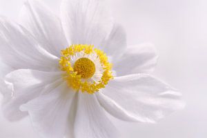 Anemone