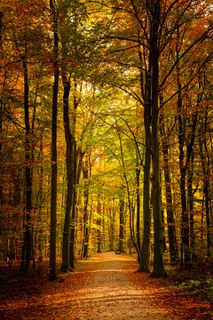 Forêt d'automne sur Steffen Henze