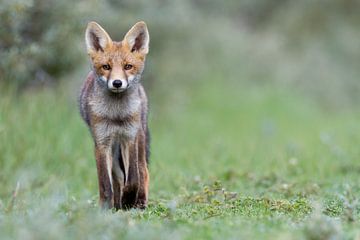 Young fox in the dunes