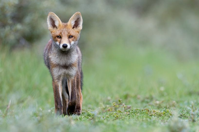 Young fox in the dunes by Menno Schaefer
