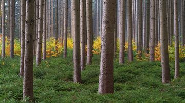Small deciduous trees in autumn in the middle of coniferous forest near Biberach