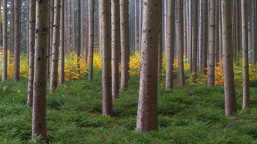 Small deciduous trees in autumn in the middle of coniferous forest near Biberach