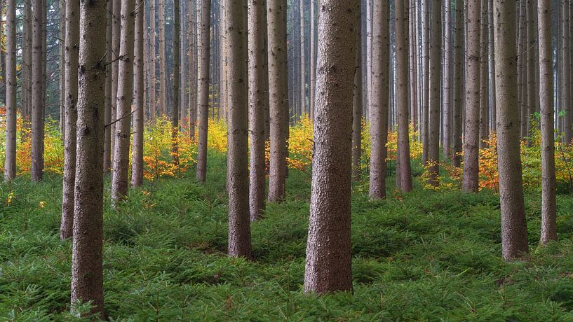 Small deciduous trees in autumn in the middle of coniferous forest near Biberach by Daniel Pahmeier