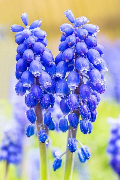 Zwei blühende blaue Muscari Blumen im Frühjahr von Ben Schonewille