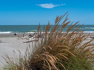 Naturstrand mit Dünengras an der Adria in Italien