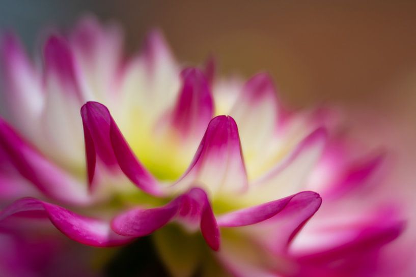 These colors make you happy, don't they?! by Monique van Helden