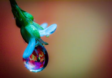druppel aan een bloem met reflectie van Frank Ketelaar