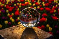 Ochtendgloren in een glazen bol von Ben Willemsen Miniaturansicht