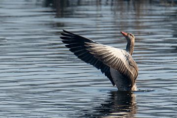 Graylag goose stretches its wings.