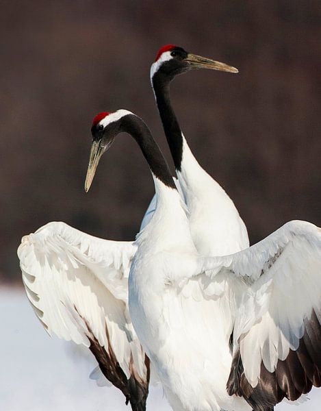 Chinesischer Kranich (Grus japonensis) von Beschermingswerk voor aan uw muur