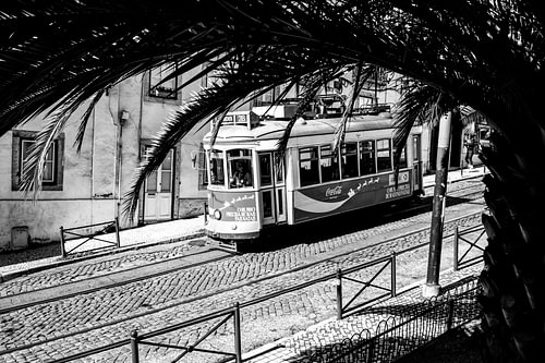 Le tramway 28 parmi les feuilles de palmier, Lisbonne