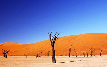 Deadvlei Namibia sur W. Woyke