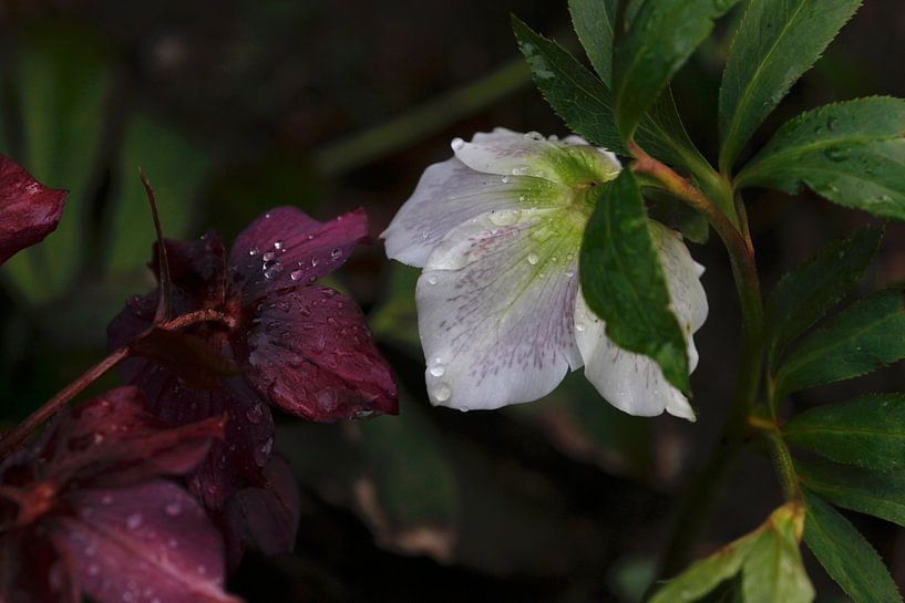 Nach dem Regen von Thomas Jäger