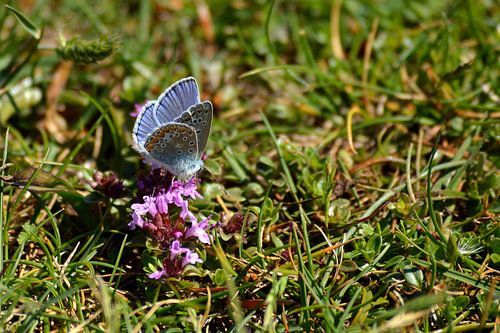 Kleiner Schmetterling auf Blüte