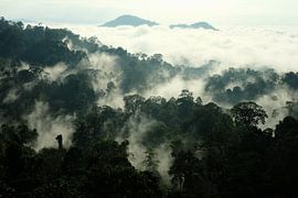 Forêt nuageuse, Malaisie sur Florian Kleb