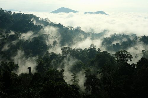 Cloud Forest, Malaysia