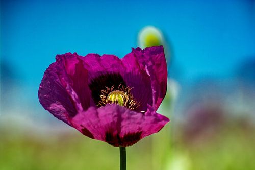 La beauté du violet