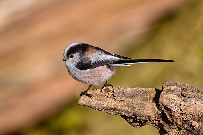 Mésange à queue par Bernhard Kaiser