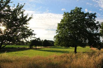 Une prairie ouverte avec des arbres