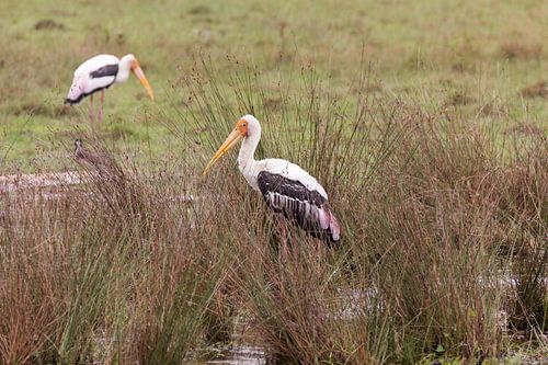 Ooievaar achtige vogel