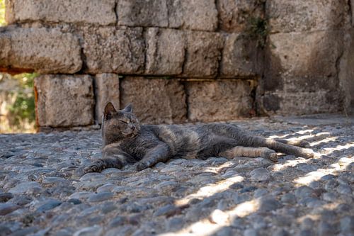 Mediterraner Katzenzauber