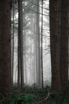 Donker woud