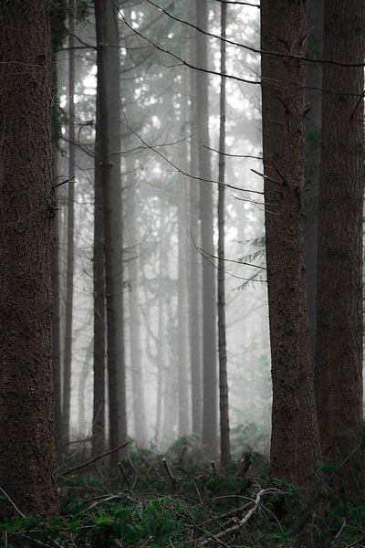Donker woud by Bram van Kattenbroek