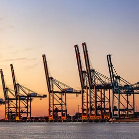 Cranes port of Antwerp by Wilma Wijnen