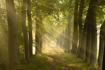 zonneharpen , bospad, bos, bomen, landgoed van M. B. fotografie