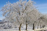 Hiver 2022 dans le Markgräflerland badois