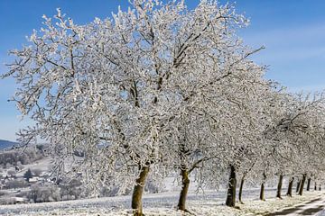 Winter 2022 in de regio Markgräflerland in Baden van resuimages