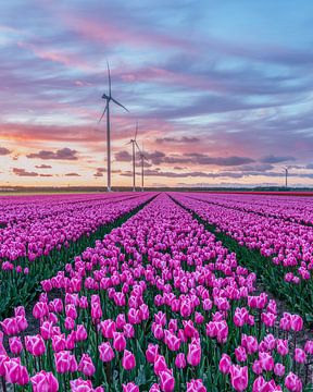 Tulipes au coucher du soleil sur Martijn Jacobs