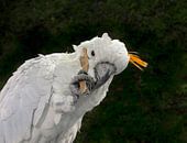 Kakatoe : Papagaaiachtigen van Loek Lobel thumbnail