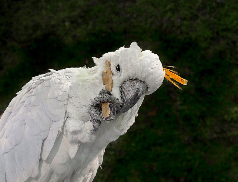 Kakatoe : Papagaaiachtigen van Loek Lobel