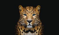 Panther against black background