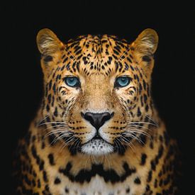 Panther vor schwarzem Hintergrund von Designer