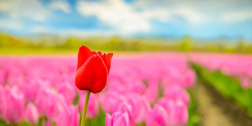 Tulpen in bloei in een veld tijdens de lente