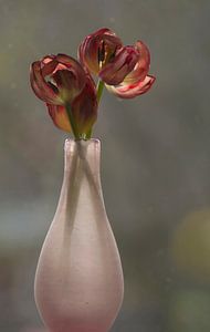 Vase aux tulipes fanées sur Birgitte Bergman