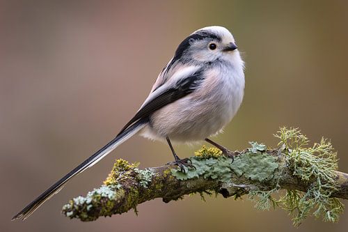 Staartmees (Aegithalos caudatus) 