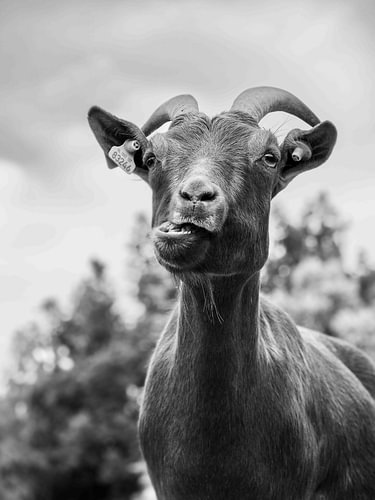 Une chèvre farfelue en noir et blanc sur Eline Doornbos