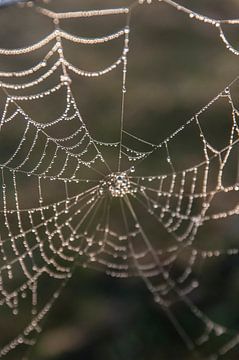 Spinnenweb van Norbert Sülzner