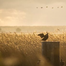 Kormoran im Abendlicht von Tobias Luxberg