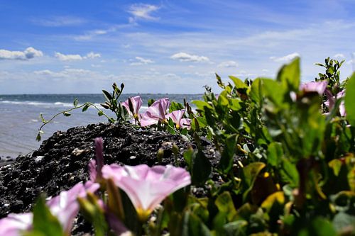 Roze bloem met zeezicht