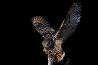 Hibou grand-duc d'Europe