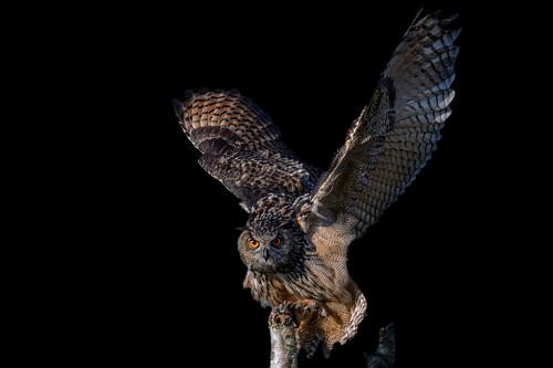 European eagle owl