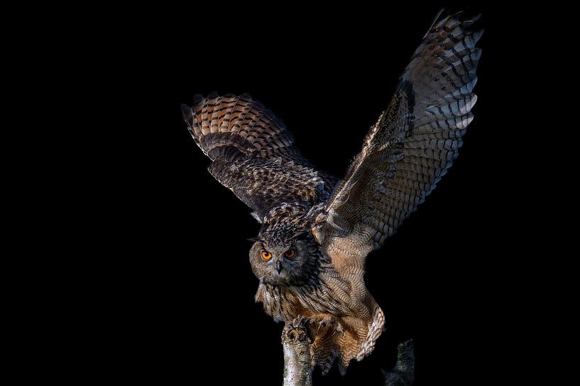 Hibou grand-duc d'Europe par Johan Koning